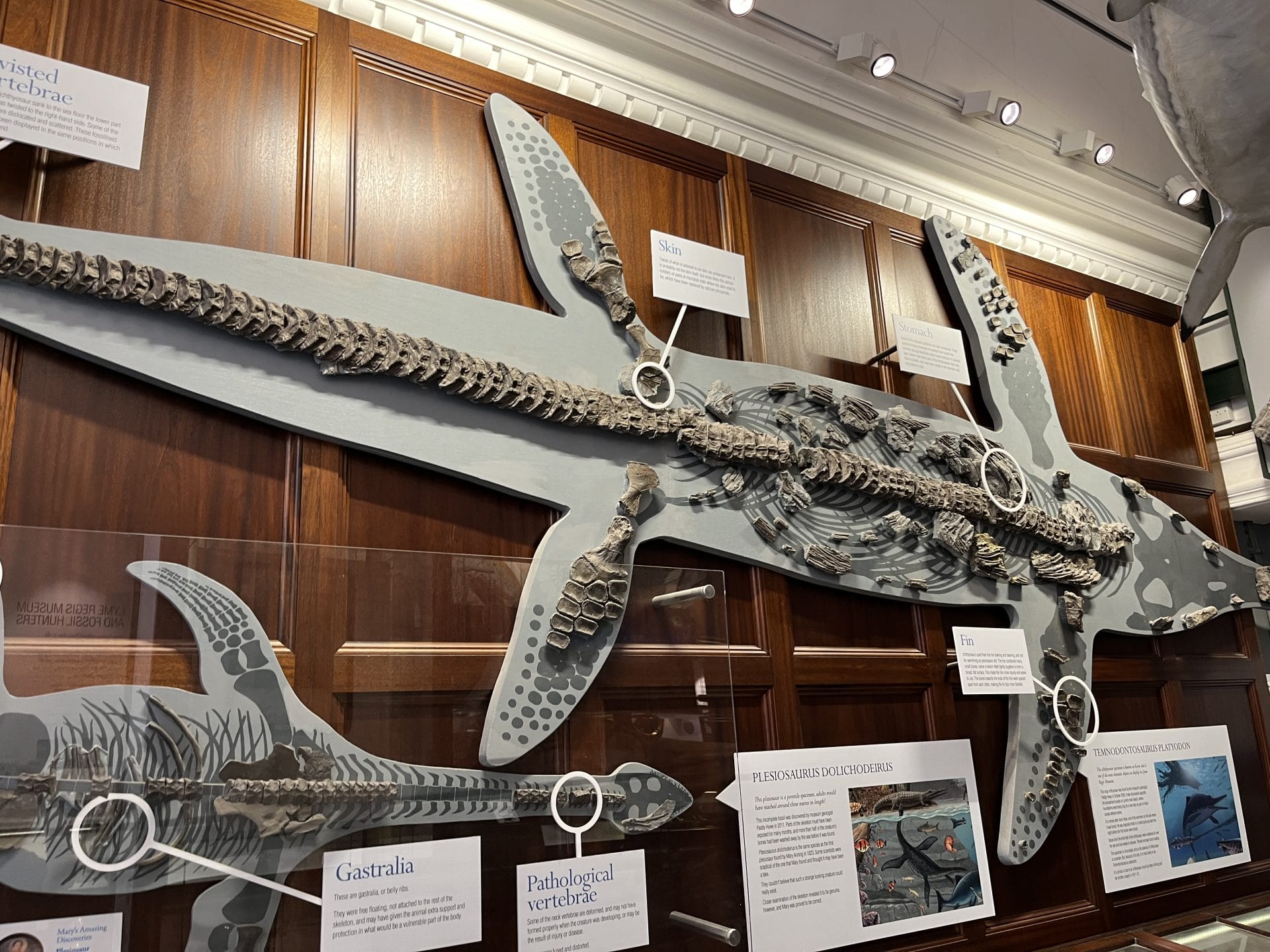 Explore 200 Million Years Of History At Lyme Regis Museum explore-200-million-years-of-history-at-lyme-regis-museum