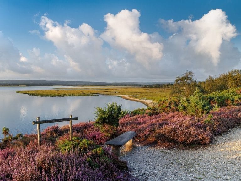 12 Stunning Bird-Watching Locations In Dorset
